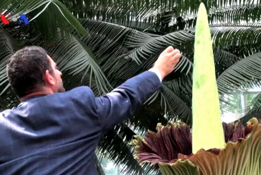 Titan Arum, bunga bangkai asal Sumatra di Taman Botani Nasional, AS