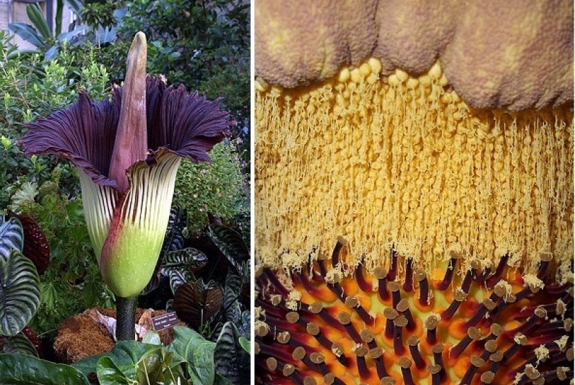 Titan Arum flower (left) and its pollen inside (illustration)