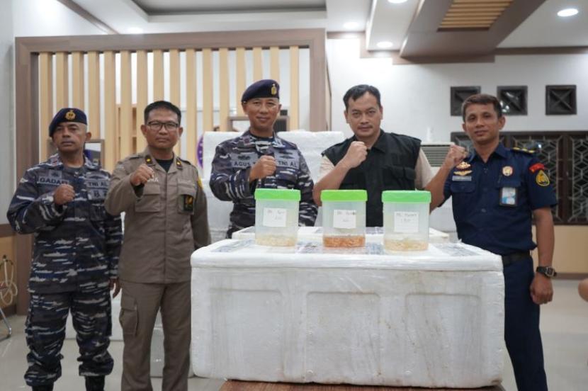  TNI AL Kuala Tungkal bersama Karantina Jambi dan KKP menggagalkan penyeludupan baby lobster di perairan Kampung Laut, Tanjab Timur, Provinsi Jambi, Jumat (10/4/2024).