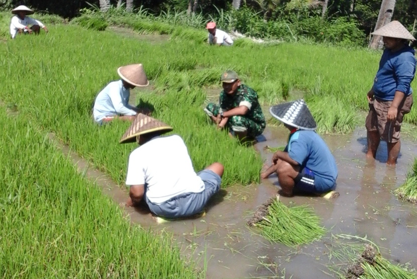 TNI dan PPL Desa Sidomukti Kecamatan Mayang dampingi petani menanam padi sebagai upaya percepatan pengolahan lahan di Jember.