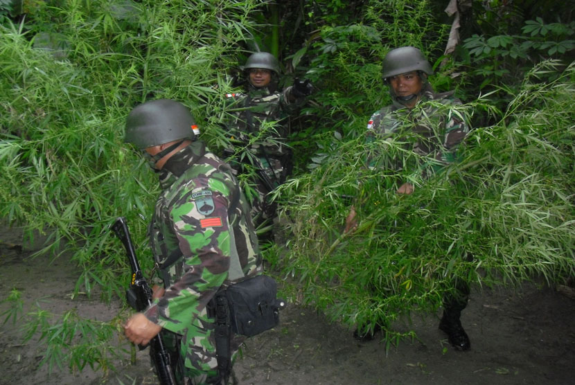 TNI Temukan Lahan Ganja di Perbatasan RI-PNG