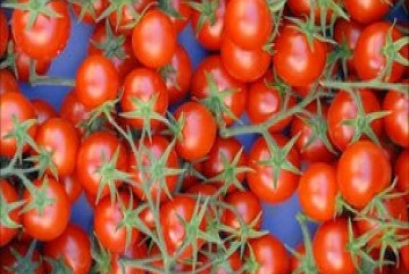 Tomat pachino (ilustrasi)