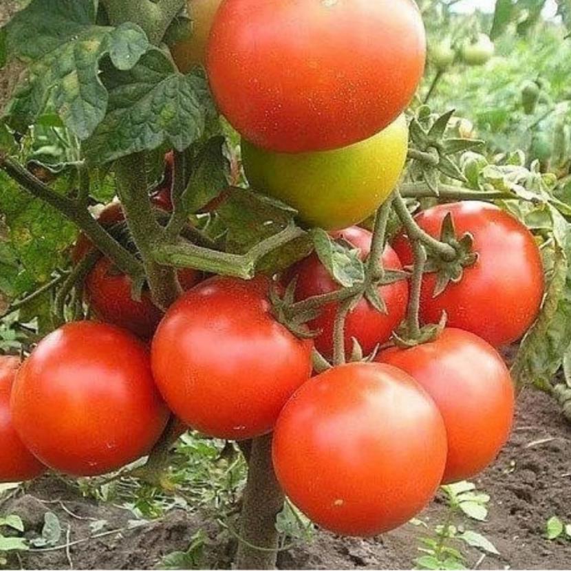 Tomat salah satu komoditas hortikultura yang tengah didorong pengembangannya.