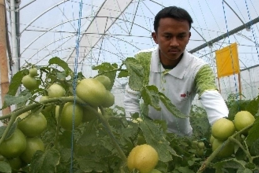 Tomat termasuk salah satu produk holtikultura (ilustrasi).