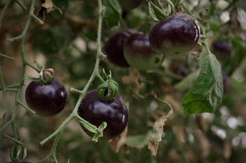 Tomat ungu sudah disetujui USDA karena terbukti mengandung nilai gizi cukup tinggi.
