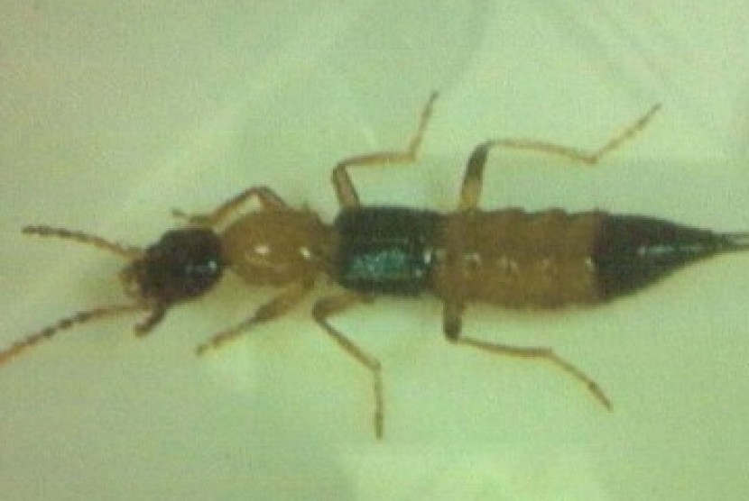 Tomcat atau kumbang Rove (ilustrasi).