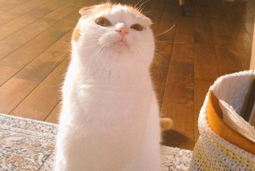Tororo, si kucing menggemaskan yang menjadi terkenal di media sosial Jepang