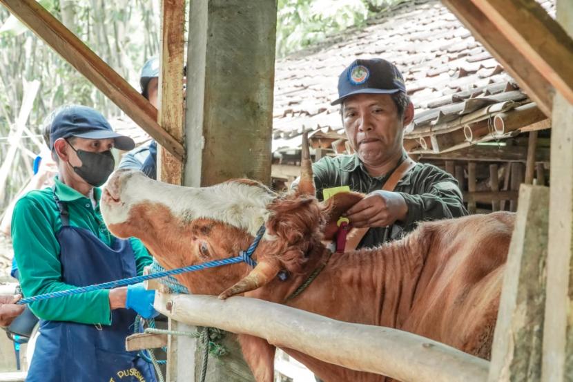 Total target vaksinasi PMK di Provinsi DI Yogyakarta sebanyak 308.826 ekor.