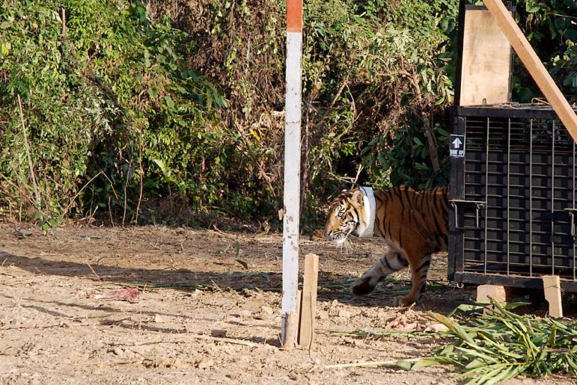 Translokasi lima harimau sumatera dan satu buaya lewat pesawat tanpa dibius.
