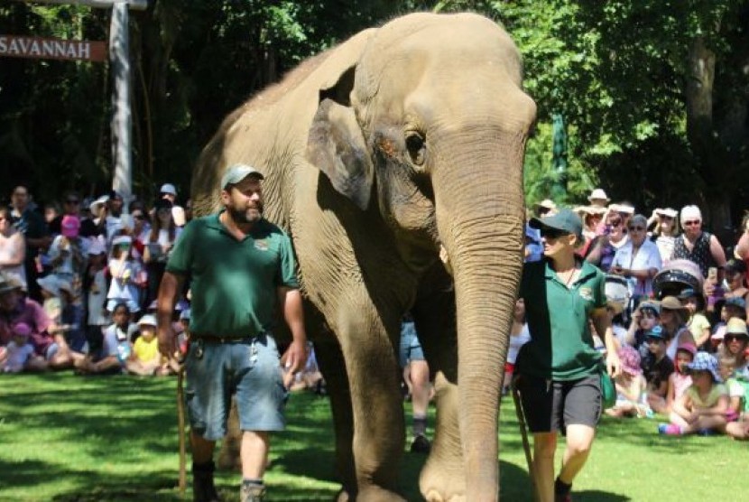 Tricia, gajah Asia yang tiba di Kebun Binatang Perth ketika berusia enam tahun pada Januari 1963.