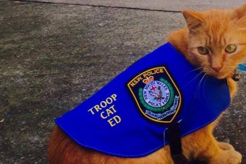 Troop Cat Ed, si kucing pemburu tikus adalah anggota kesayangan tim polisi di unitnya di kepolisian Sydney.