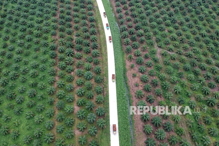 Truk bermuatan kelapa sawit melintasi kawasan perkebunan di Batanghari, Jambi, Rabu (28/11/2018). 