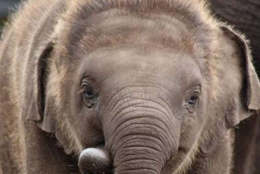 Tukta, gajah Asia yang mati di Kebun Binatang Taronga Sydney, NSW, Australia.