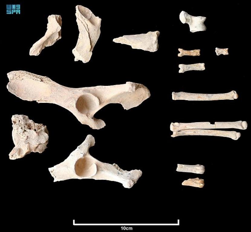 Tulang anjing dan manusia yang ditemukan arkeolog di Al Ula, Arab Saudi.
