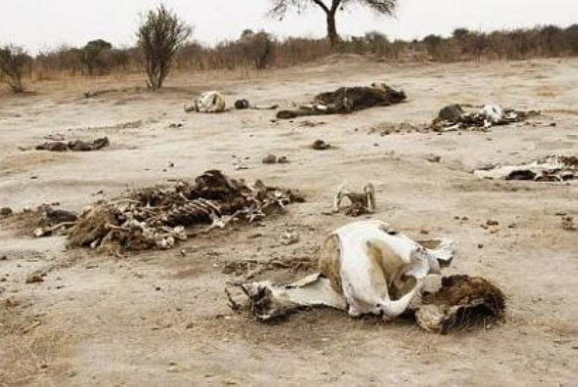 Tulang-belulang gajah yang tewas diracun di Taman Nasional Hwange, Zimbabwe. Negara itu memindahkan satwa liar untuk membangun kembali populasi