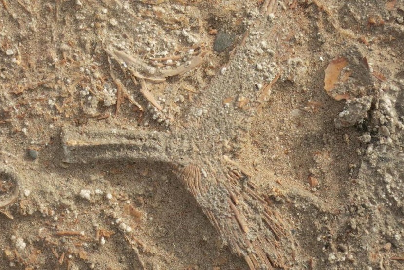 Tulang ikan purba yang ditemukan di UEA.