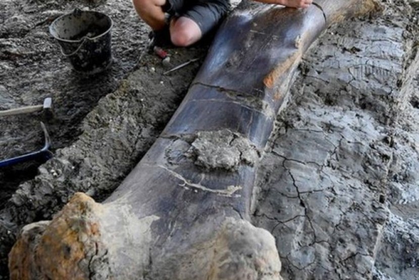 tulang paha dinosaurus yang ditemukan di di situs Angeac-Charente Prancis. 