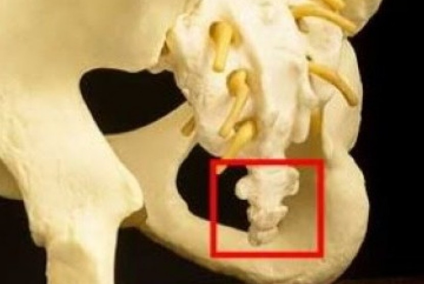 Tulang sulbi atau tulang ekor (ilustrasi)