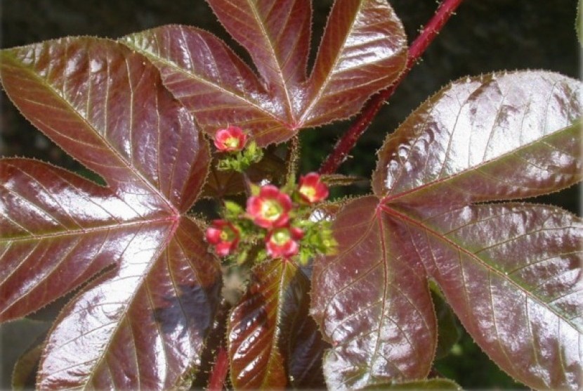 Tumbuhan jarak merah atau janthropa gossypifolia.