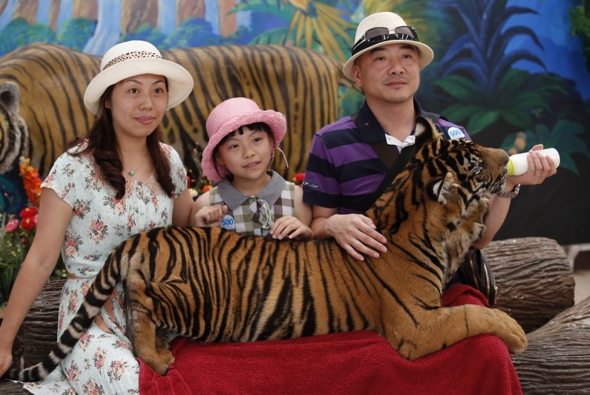 Turis berfoto bersama macan di Sriracha Zoo di Pattaya, Thailand.