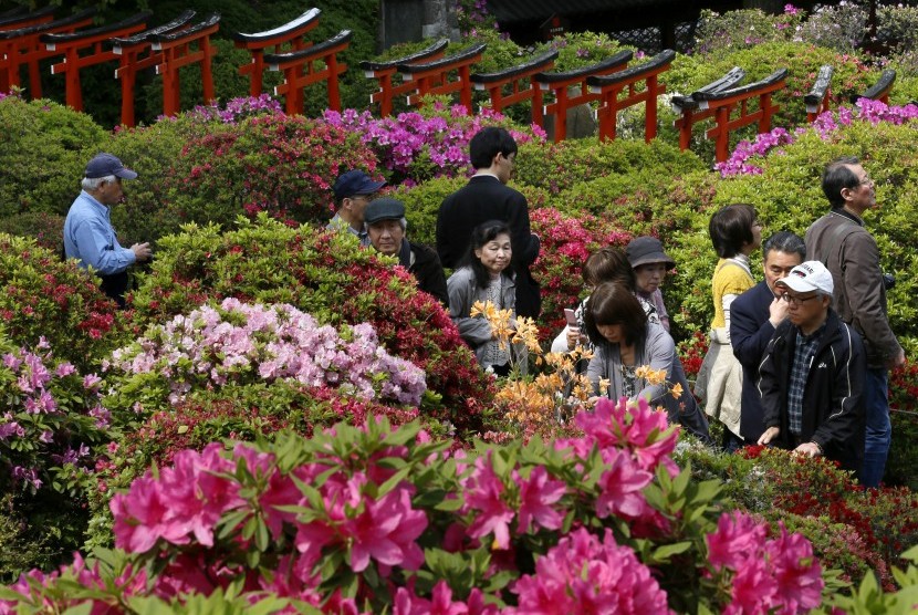 Turis memenuhi kawasan Kuil Nezu di Tokyo, Jepang, untuk melihat bunga azalea yang bermekaran.