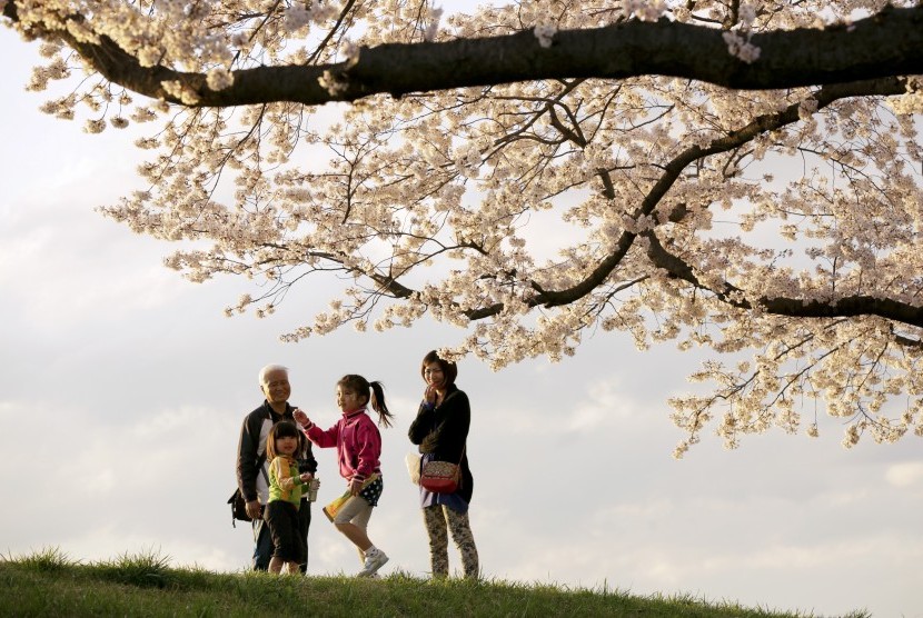 Turis menikmati cantiknya bunga sakura yang mekar di sekitar Tokyo, Jepang.
