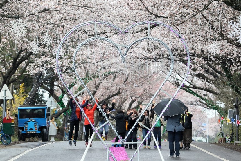 Turis menikmati deretan pohon sakura yang sudah mekar di Pulau Jeju, Korea. 