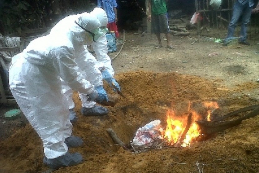 Two medical workers burn ducks infected by bird flu/illustration (file photo)