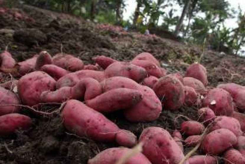 30 ton ubi jalar produksi petani Desa Pinggirsari, Kecamatan Arjasari, Kabupaten Bandung, akan diekspor ke Hong Kong (Foto: ilustrasi ubi jalar)