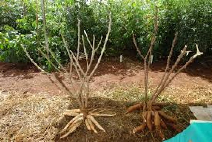 Ubi kayu (ilustrasi). Kementerian Pertanian melepas dua varietas baru ubi kayu dengan tingkat produktivitas dua kali lipat. 