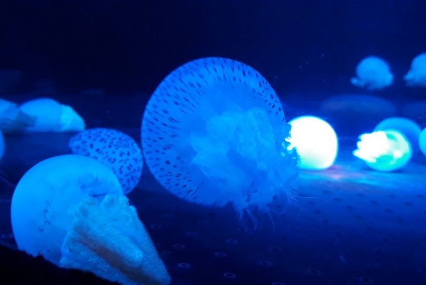 Ubur-ubur jenis  blubber jellyfish (Catostylus townsendi) di Seaworld Ancol, Jakut.