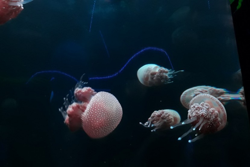 Ubur-ubur jenis spotted jellyfish (Phyllorhiza sp) di Seaworld Ancol, Jakut.