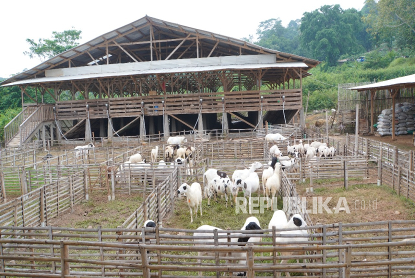 UHAMKA Agrovision memfasilitasi jamaah dan petugas haji yang terkena dam.