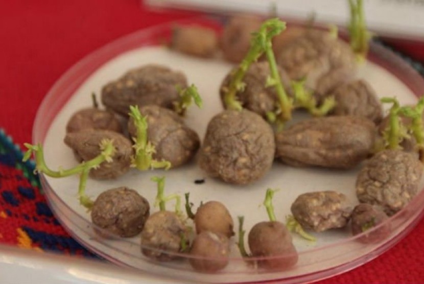 uji coba penanaman kentang dengan situasi di Mars