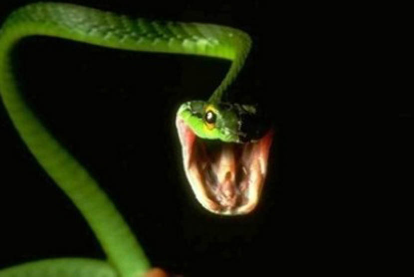 Ular berbisa (ilustrasi). Sebanyak 11 rumah sakit (RS) di Ibu Kota memiliki serum antibisa ular untuk mengantisipasi kasus gigitan ular saat musim hujan.