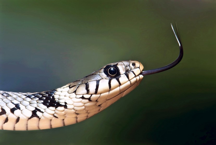 Trik mencegah ular masuk ke rumah. (ilustrasi)