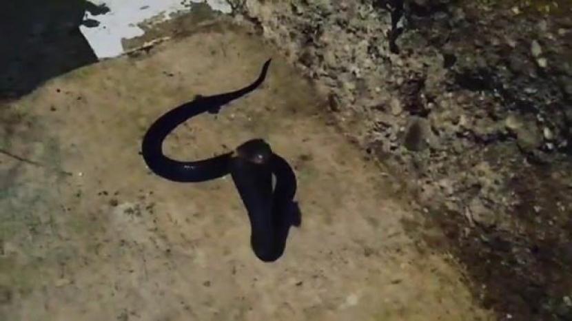 Petugas menemukan ular cobra (ilustrasi).