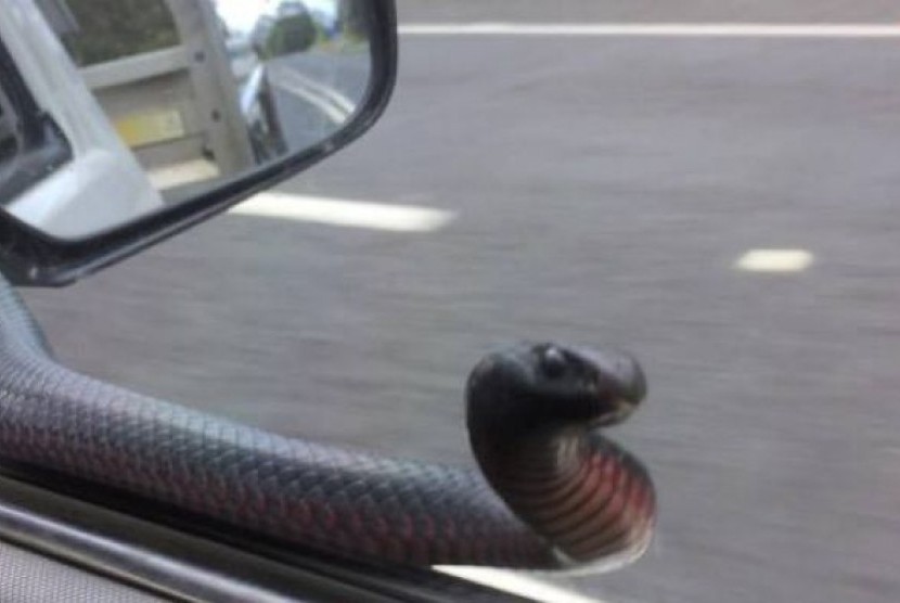 Ular hitam berperut merah (red-bellied black Snake) ini beberapa kali mengetuk-ngetuk jendela mobil yang ditumpanginya.