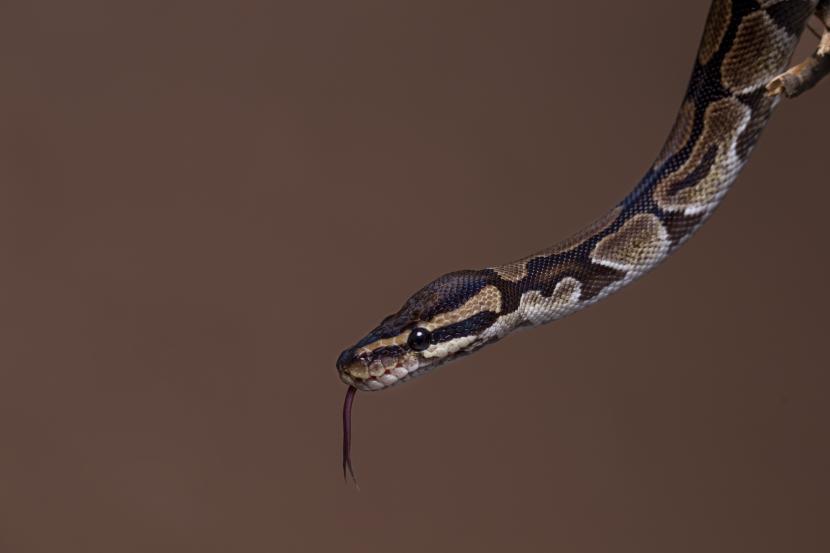Ular (ilustrasi). Mayoritas ulama berpendapat bahwa tidak boleh memakan daging ular beludak dan ular. 