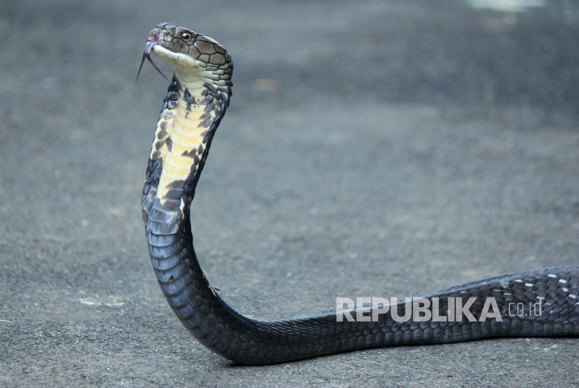 Petugas Pemadam Kebakaran Cianjur, Jawa Barat, berhasil menangkap ular berbisa jenis king kobra sepanjang 3,5 meter yang terlihat di atap rumah warga. King kobra ini sempat meresahkan warga di Kampung Joglo, Desa Sindangsari, Kecamatan Ciranjang. (Foto: Ular Kobra)