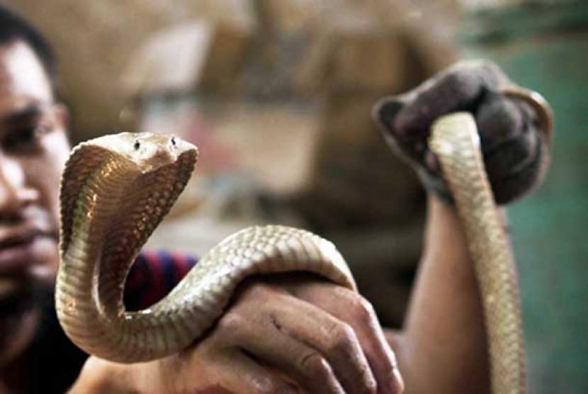  Ular kobra (ilustrasi). Ketika ada yang digigitan ular, jika memungkinkan, ambil foto ular dari jarak yang aman sebab mengidentifikasi ular dapat membantu pengobatannya. 