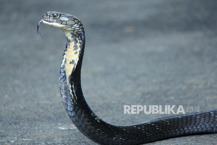 Ular (Ilustrasi). Pria yang pernah digigit ular 50 kali membagikan tips menghadapi ular.