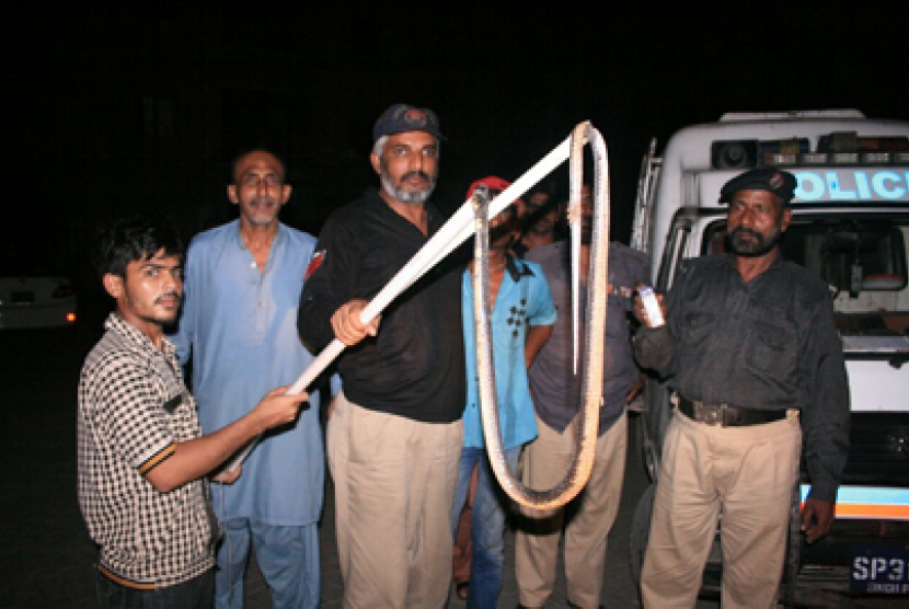 Ular Kobra yang kerap meneror warga di daerah Pakistan.