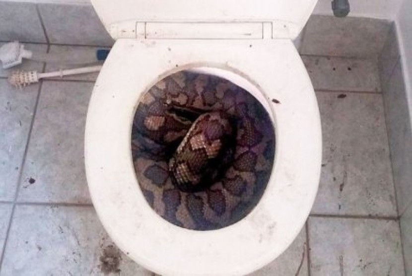 ular piton di toilet (ilustrasi)