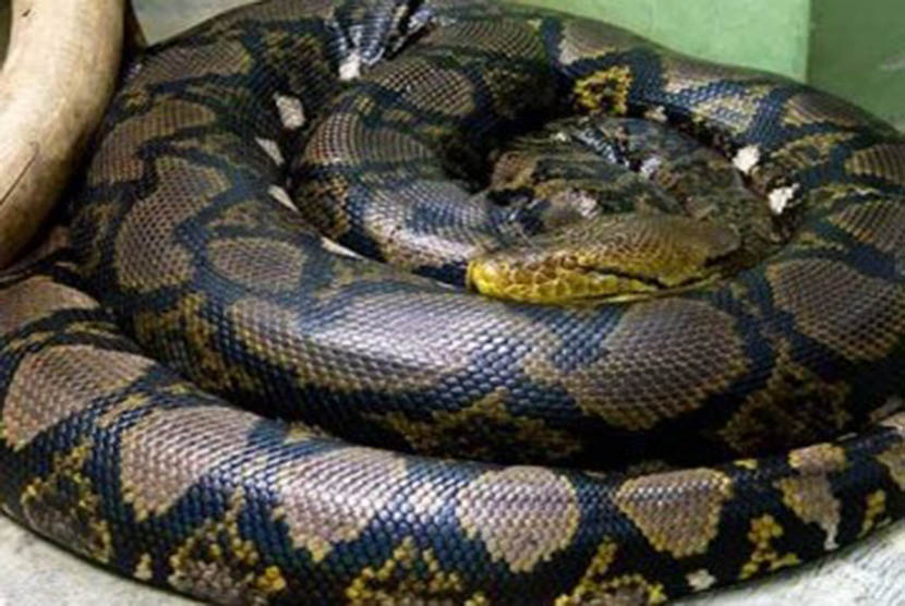 Polisi nasional Kolombia menyelamatkan lebih dari 1.000 ocelot, ular, burung, dan hewan lainnya.