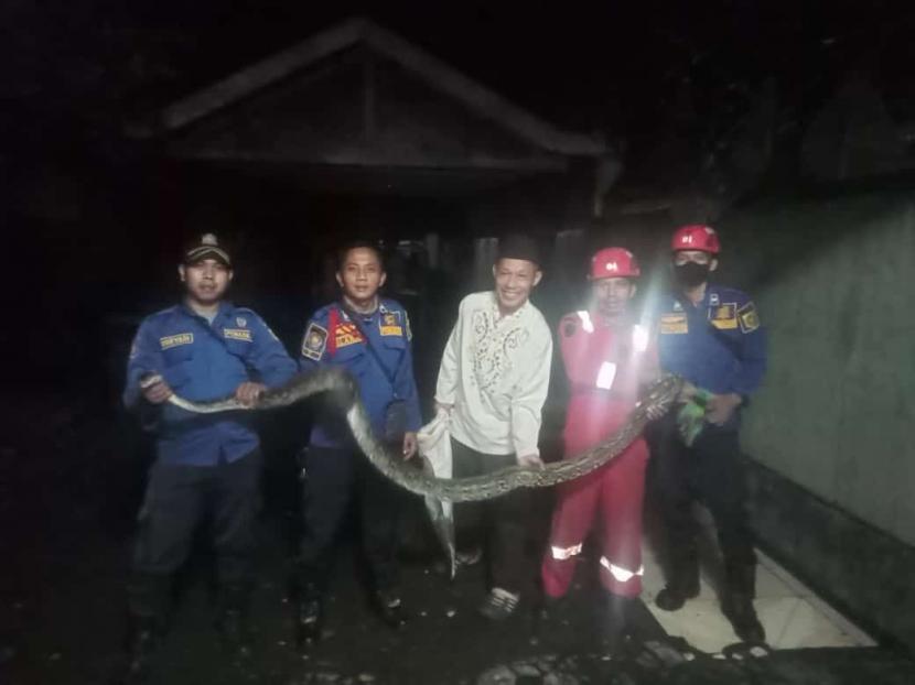 Ular sanca sepanjang sekitar 4 meter dievakuasi dari kandang ayam milik warga di Desa Palasari, Kecamatan Cijeruk, Kabupaten Bogor pada Jumat (18/2) dini hari. 