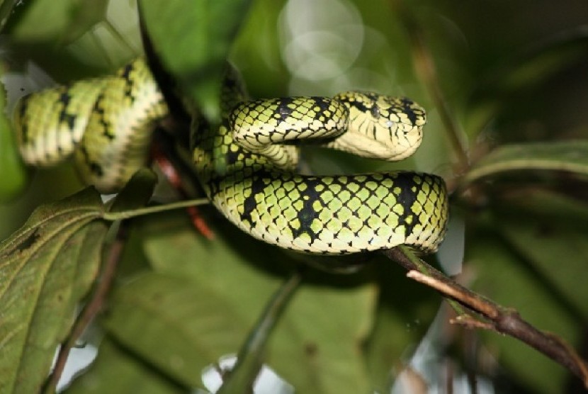 ular Trimeresurus sumatranus 