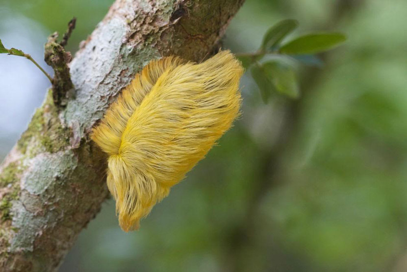 Ulat bulu mirip rambut Donald Trump ditemukan seorang fotografer Jeff Cremer di Amazon, Peru . 