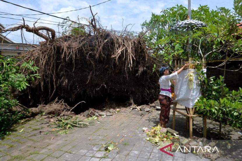 Umat Hindu bersembahyang di dekat pohon yang tumbang akibat angin kencang di Kedonganan, Badung, Bali, Selasa (3/1/2023)