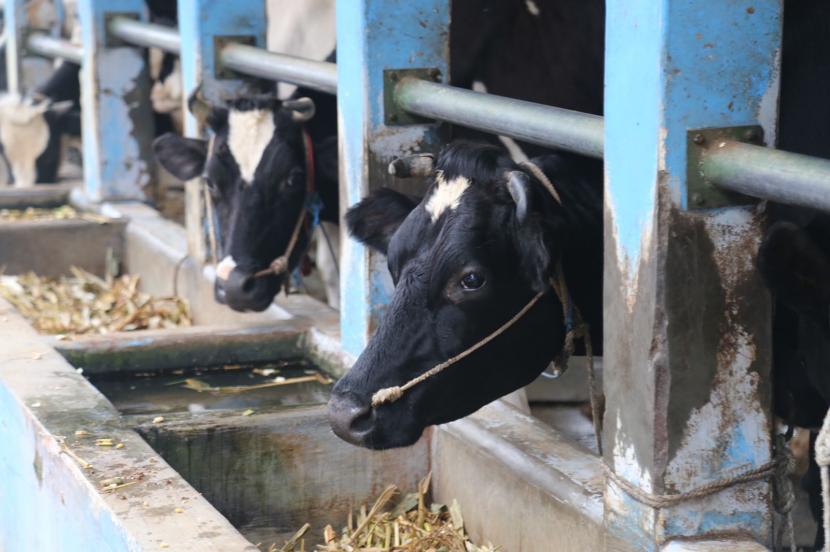 Pemkot Tangsel Klaim Wabah PMK Terkendali, Temuan Kasusnya Minim. Foto:   Foto ilustrasi: hewan ternak
